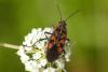 Spilostethus saxatilis